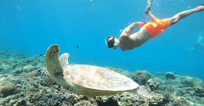 Gili Trawangan : Snorkeling Swimming With Turtle & Statue - Activity Overview