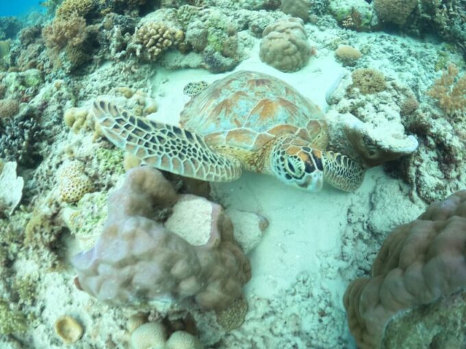 Gili Trawangan : Snorkeling Swimming With Turtle & Statue - Recap