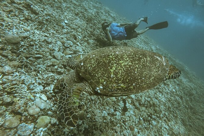 Gili Trawangan,Gili Meno& Gili Air Island:Snorkeling Day Trip Depart From Lombok - Important Information