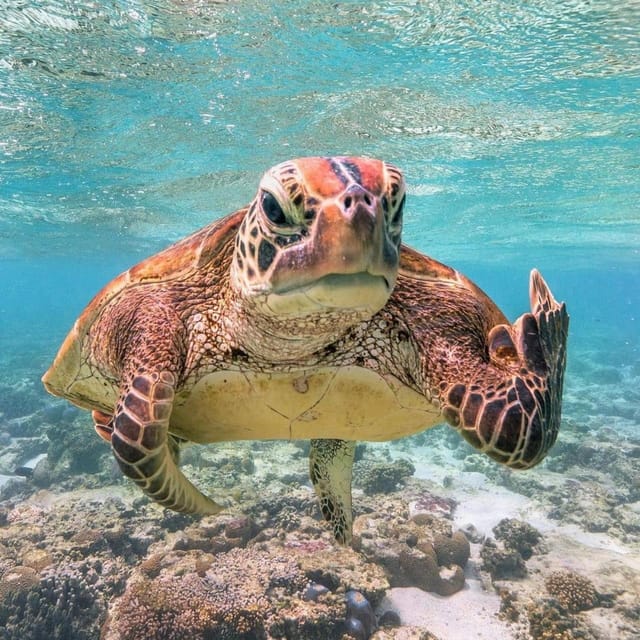 Gilitrawangan:Private Tour 3 Spot: Statue,Coral Reef,Turtle - Booking and Cancellation Policy