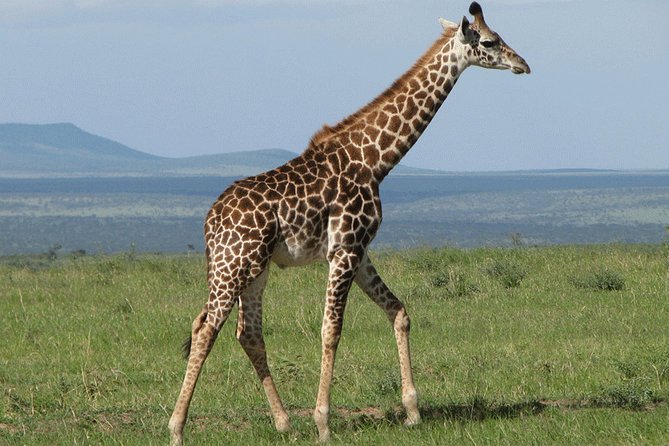 Giraffe Center and David Sheldrick Elephant Orphanage Day Tour From Nairobi - Pricing and Inclusions