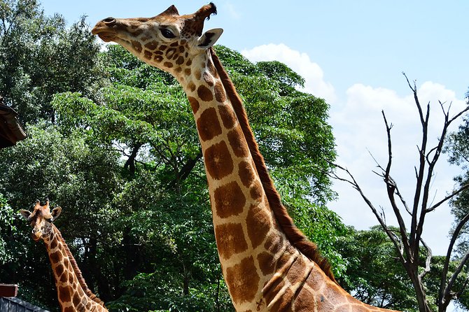 Giraffe Center and David Sheldrick Elephant Orphanage Day Tour From Nairobi - Small Group Size