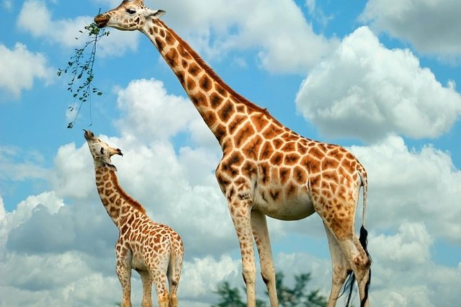 Giraffe Center and David Sheldrick Elephant Orphanage Tour - Pricing and Inclusions