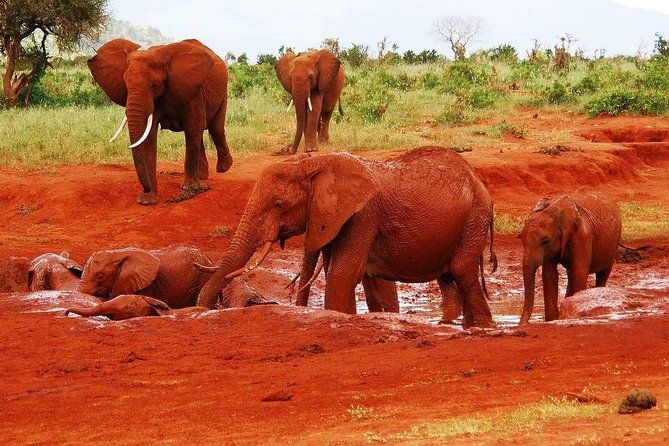 Giraffe Center and David Sheldrick Elephant Orphanage Tour - Pickup Details