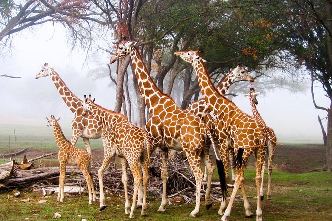 Giraffe Center and David Sheldrick Elephant Orphanage Tour - Accessibility Information