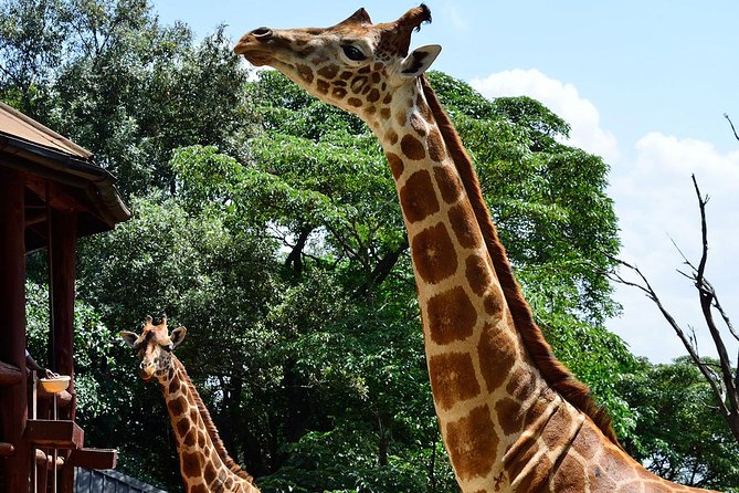 Giraffe Center and David Sheldrick Elephant Orphanage Tour - Safety and Participation