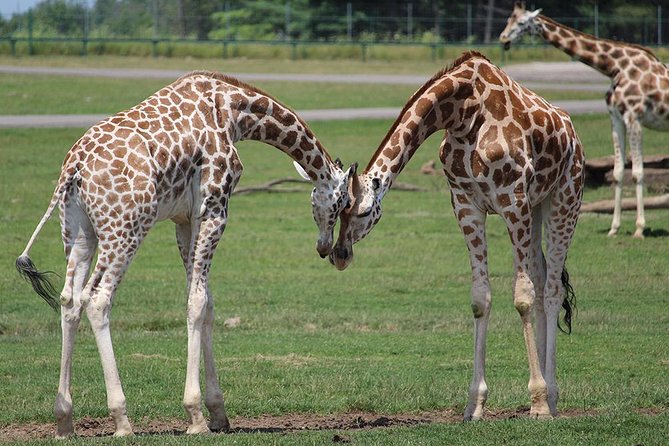 Giraffe Center and David Sheldrick Elephant Orphanage Tour - Reviews and Testimonials