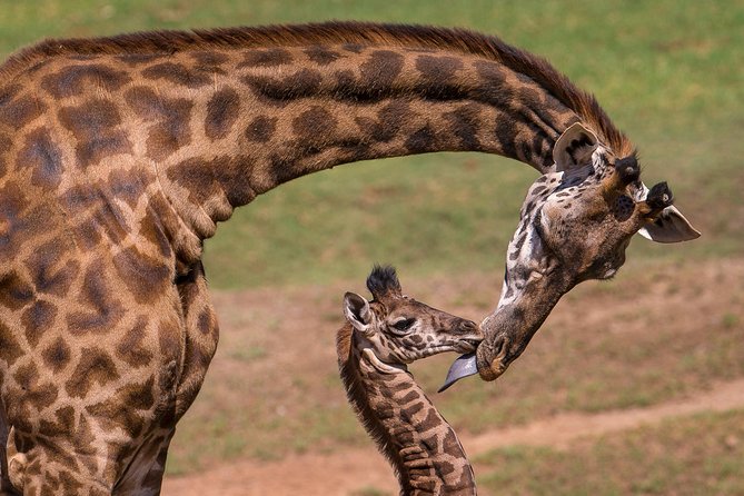 Giraffe Center and David Sheldrick Elephant Orphanage Tour - Additional Experiences