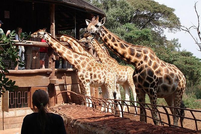 Giraffe Center, Elephant Orphanage and Beads Center - Tour Itinerary