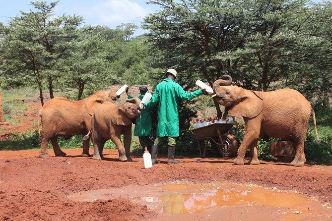 Giraffe Center, Elephant Orphanage and Beads Center - Giraffe Center Experience