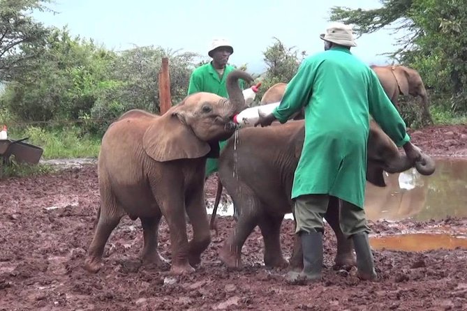 Giraffe Center, Elephant Orphanage and Beads Center - Elephant Orphanage Visit