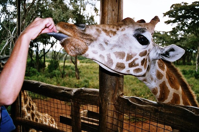 Giraffe Center, Elephant Orphanage and Beads Center - Inclusions and Pricing