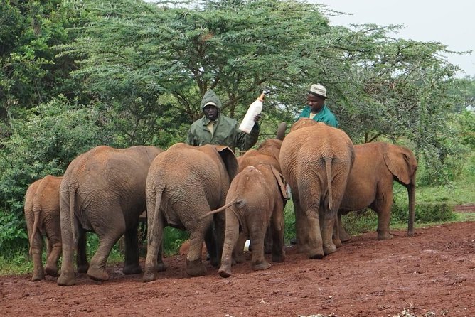 Giraffe Center, Elephant Orphanage and Beads Center - Booking and Cancellation