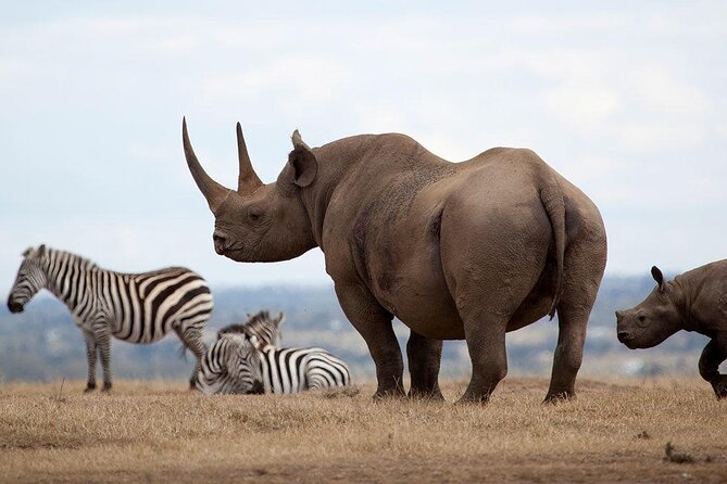 Giraffe Center, Elephant Orphanage and Nairobi National Park Day Tour Nairobi - Booking Information