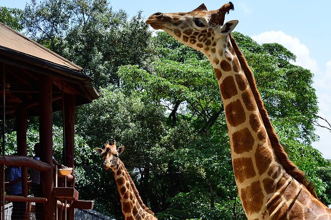 Giraffe Center, Elephant Orphanage and Nairobi National Park Day Tour Nairobi - Review Highlights