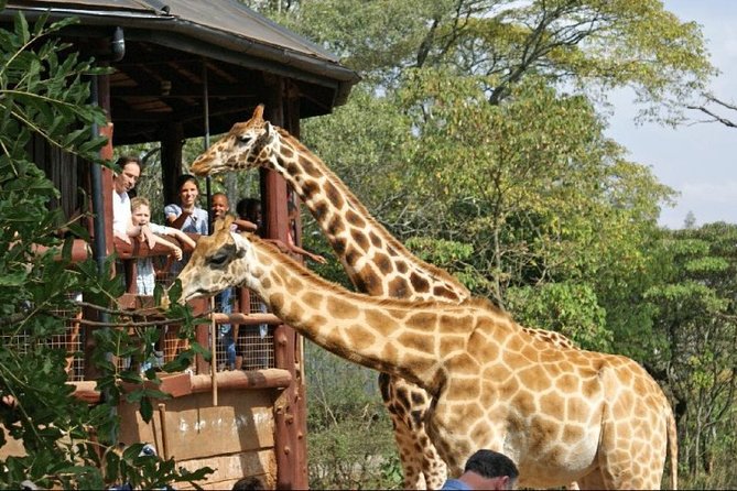 Giraffe Center, Elephant Orphanage and Nairobi National Park Day Tour Nairobi - Visiting the Elephant Orphanage