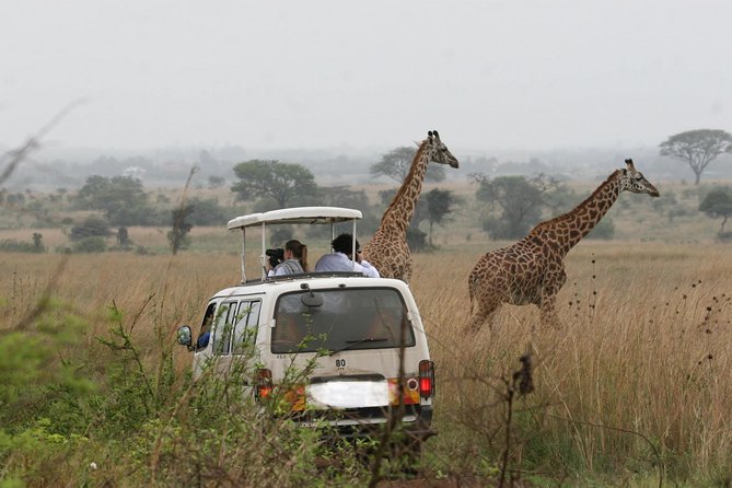 Giraffe Center, Elephant Orphanage and Nairobi National Park Day Tour Nairobi - Recap