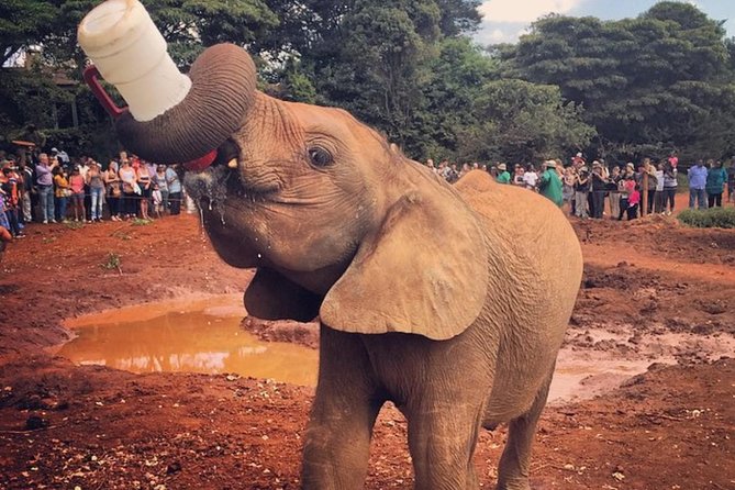 Giraffe Center, Elephant Orphanage, Beads Center & Bomas of Kenya Tour Nairobi - Key Points