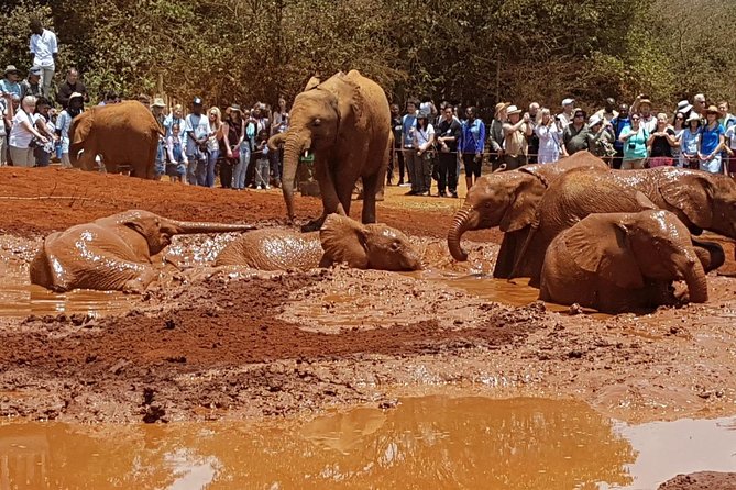 Giraffe Center, Elephant Orphanage, Beads Center & Bomas of Kenya Tour Nairobi - Giraffe Center Encounter