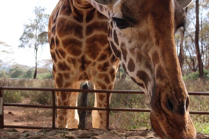 Giraffe Center, Elephant Orphanage, Beads Center & Bomas of Kenya Tour Nairobi - David Sheldrick Wildlife Trust