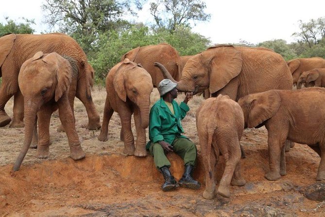 Giraffe Center, Elephant Orphanage, Beads Center & Bomas of Kenya Tour Nairobi - Guest Reviews