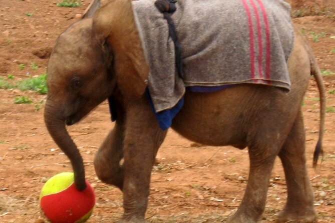 Giraffe Center & Elephant Orphanage Guided Day Tour - Pickup and Drop-off