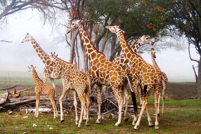Giraffe Center & Elephant Orphanage Guided Day Tour - Giraffe Center Experience