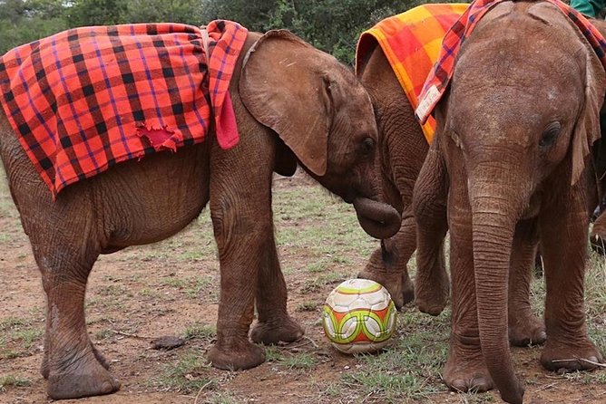 Giraffe Center & Elephant Orphanage Guided Day Tour - Elephant Orphanage Visit