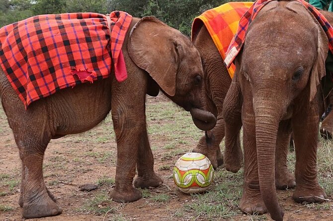 Giraffe Center & Elephant Orphanage Guided Day Tour - Booking and Availability