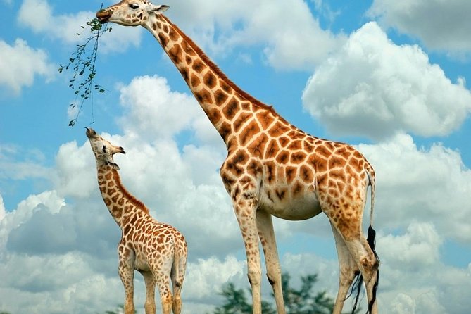 Giraffe Center & Elephant Orphanage Guided Day Tour - Customer Reviews and Ratings