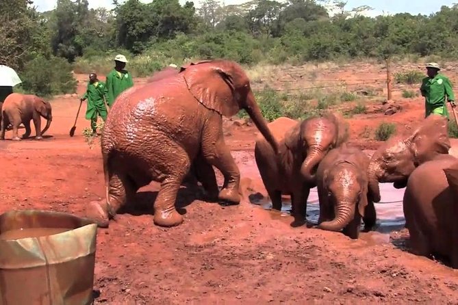 Giraffe Center & Elephant Orphanage Guided Day Tour From Nairobi - Tour Overview