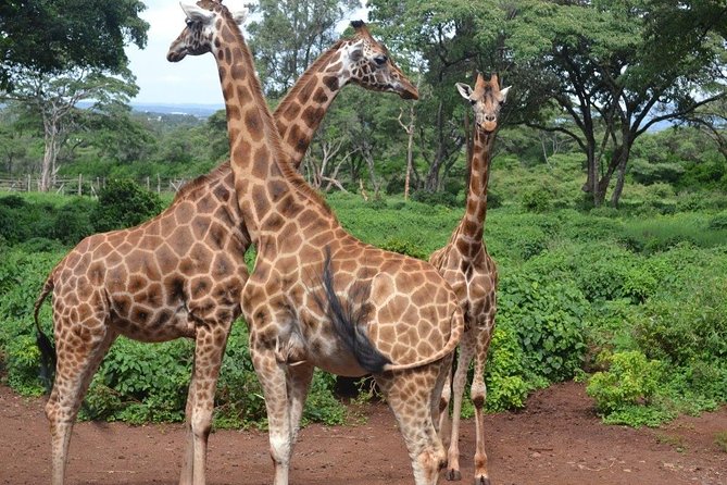 Giraffe Center & Elephant Orphanage Guided Day Tour From Nairobi - Pricing and Booking