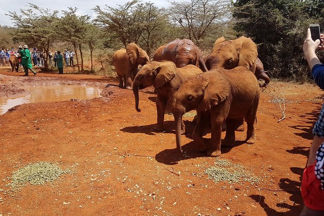 Giraffe Center & Elephant Orphanage Guided Day Tour From Nairobi - Giraffe Feeding Experience
