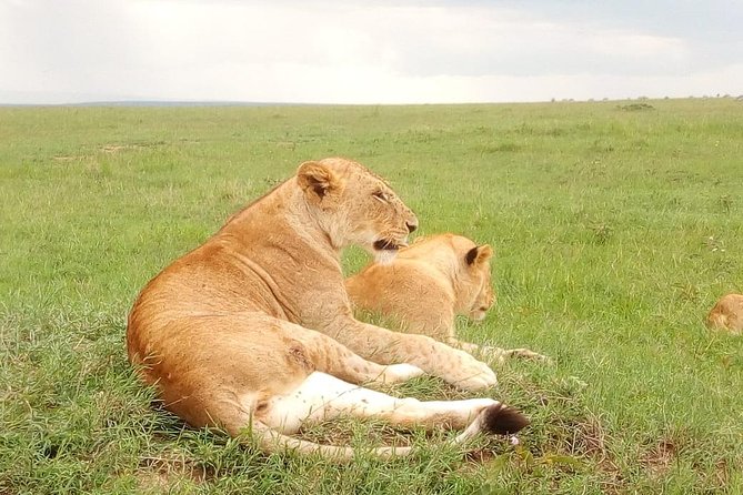 Giraffe Center, Stedmark Animals Haven & Nairobi Park Tour - Stedmark Gardens Exploration