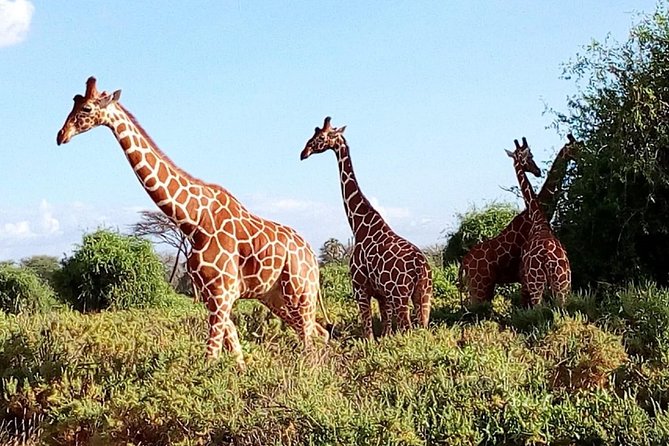 Giraffe Center, Stedmark Animals Haven & Nairobi Park Tour - Tour Logistics and Details