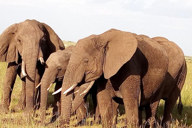 Giraffe Center, Stedmark Animals Haven & Nairobi Park Tour - Pricing and Inclusions
