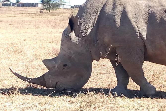 Giraffe Center, Stedmark Animals Haven & Nairobi Park Tour - Important Information to Note