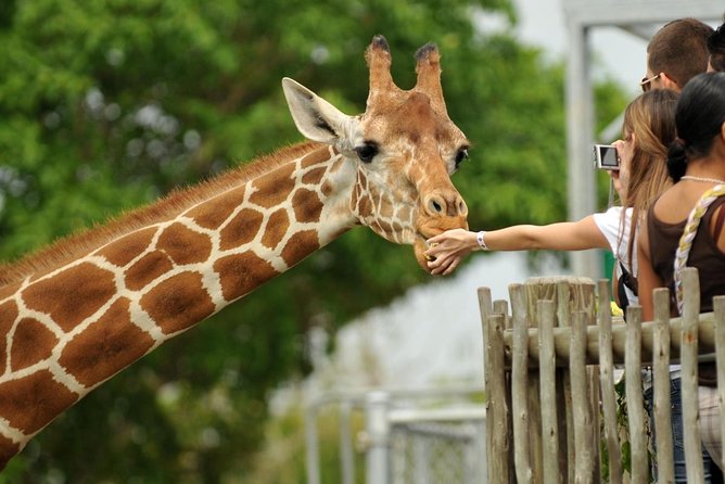 Giraffe Centre and Animal Orphanage Guided Tour In Nairobi. - Key Points