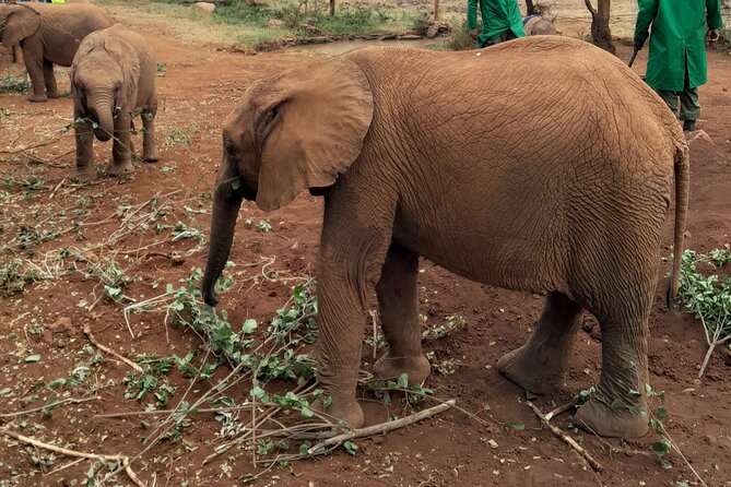Giraffe Centre and Animal Orphanage Guided Tour In Nairobi. - Inclusions