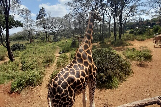Giraffe Centre and Animal Orphanage Guided Tour In Nairobi. - Booking Details