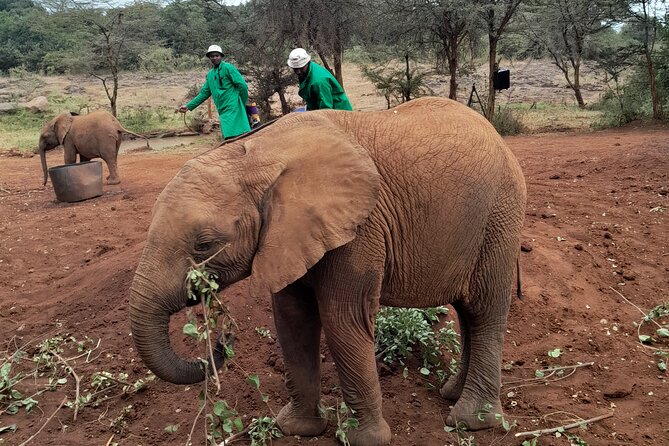 Giraffe Centre and Animal Orphanage Guided Tour In Nairobi. - Customer Feedback