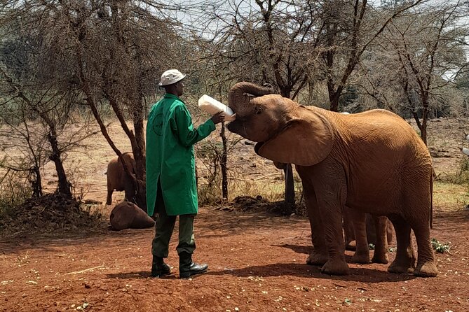 Giraffe Centre and Animal Orphanage Guided Tour In Nairobi. - Giraffe Centre Highlights