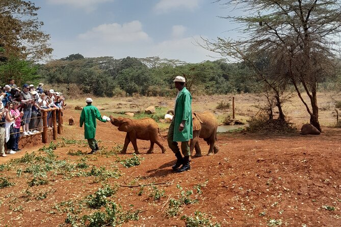 Giraffe Centre and Animal Orphanage Guided Tour In Nairobi. - Memorable Experiences