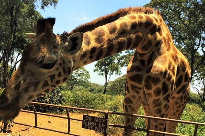 Giraffe Centre and Bomas of Kenya Full-Day Tour From Nairobi - Tour Overview
