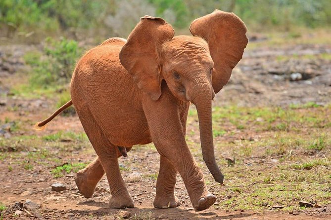 Giraffe Centre, Elephant Orphanage, and Bomas of Kenya Day Tour From Nairobi - Booking and Cancellation Policy