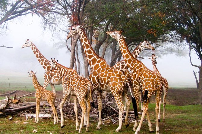 Giraffe Centre, Elephant Orphanage, National Museum & Beads Center - Giraffe Center