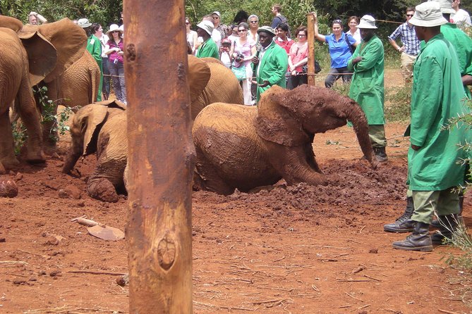 Giraffe Centre, Elephant Orphanage, National Museum & Beads Center - Elephant Orphanage