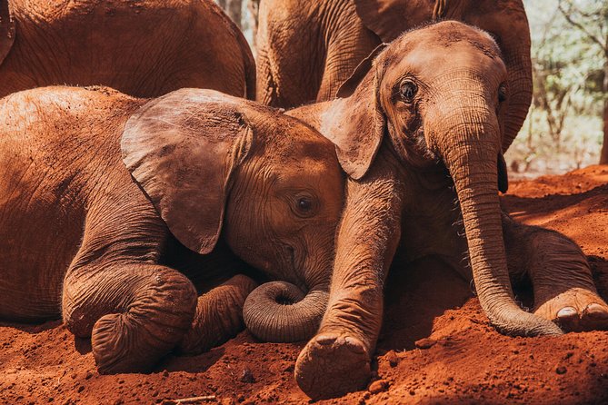 Giraffe Centre, Elephant Orphanage, National Museum & Beads Center - Kazuri Beads Workshop