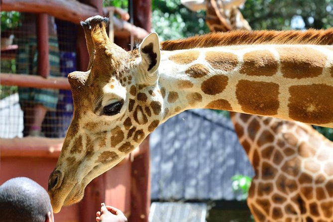 Giraffe Centre, Elephant Orphanage, National Museum & Beads Center - Nairobi National Museum