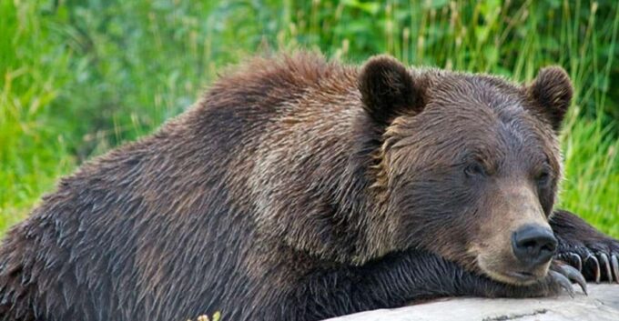 Girdwood: Bears, Trains, & Icebergs Tour - Inclusions